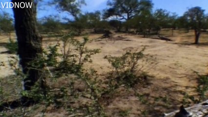 Frog Changes Color In Heat