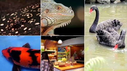 Alagang Magaling S8 EP13 - TESS LECHON