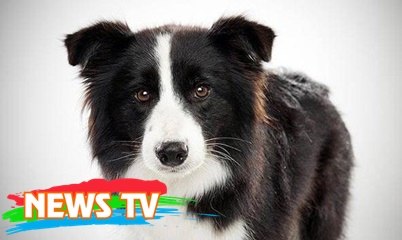 Những giống chó thông minh nhất thế giới