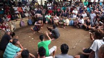 Volcanic eruptions no match for cockfighting, Bali-style