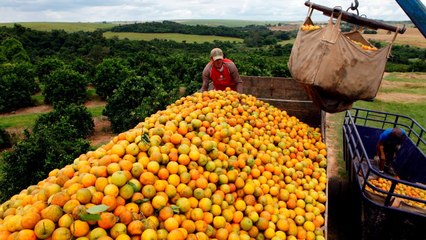 Hhmmm, 5 buah di sekitar kita ini ternyata memiliki fakta yg unik. [1]