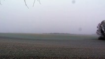 chevreuils bans le brouillard