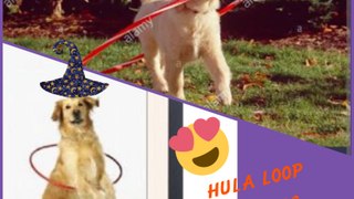 Dog Tricks -My dog loves Hula Hoop