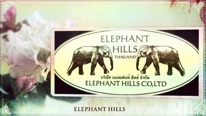 Meet Elephants Thailand