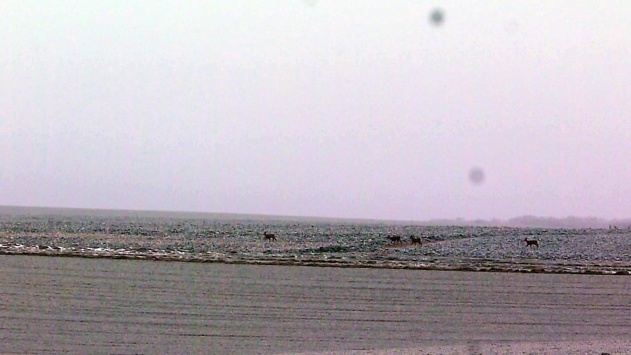 chevreuils dans le givre