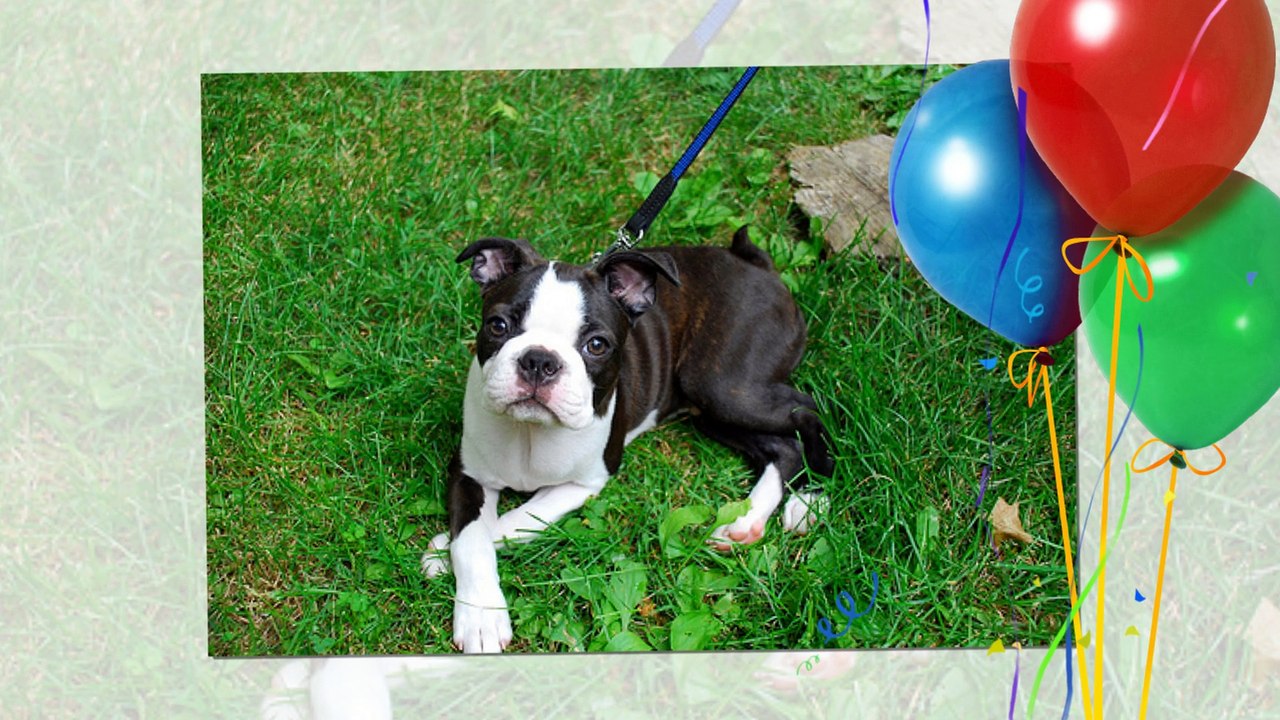 Boston Terrier dogs - Small dogs come from The United States