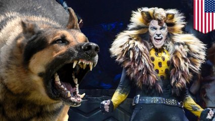 Service dog gets triggered by musical 'Cats'