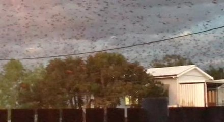 This Town In Australia Has Just A Little Bit Of A Bat Problem
