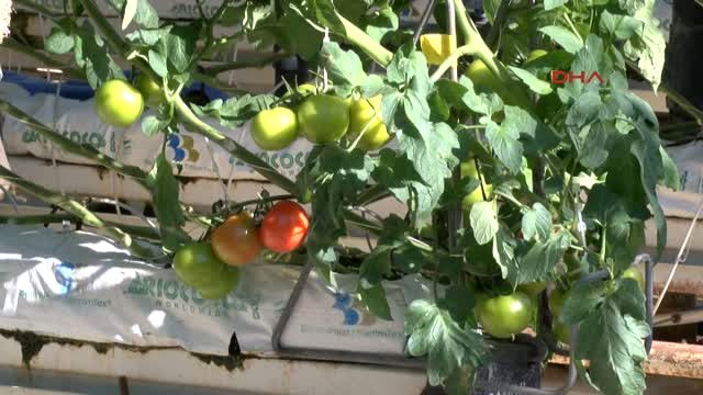 Antalya Domates Tırı, Kurban Kesilerek Rusya'ya Uğurlandı