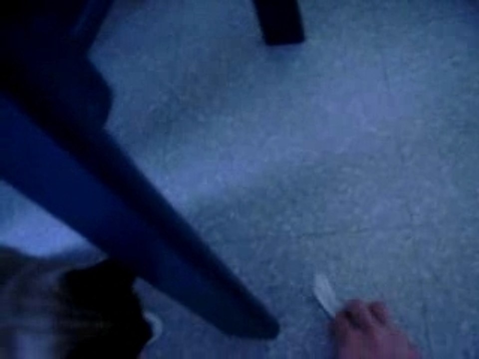 C'est pas un chat mais un chien