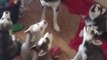 Cette maman Husky apprend à ses petits à hurler... Tellement mignon mais un peu bruyant