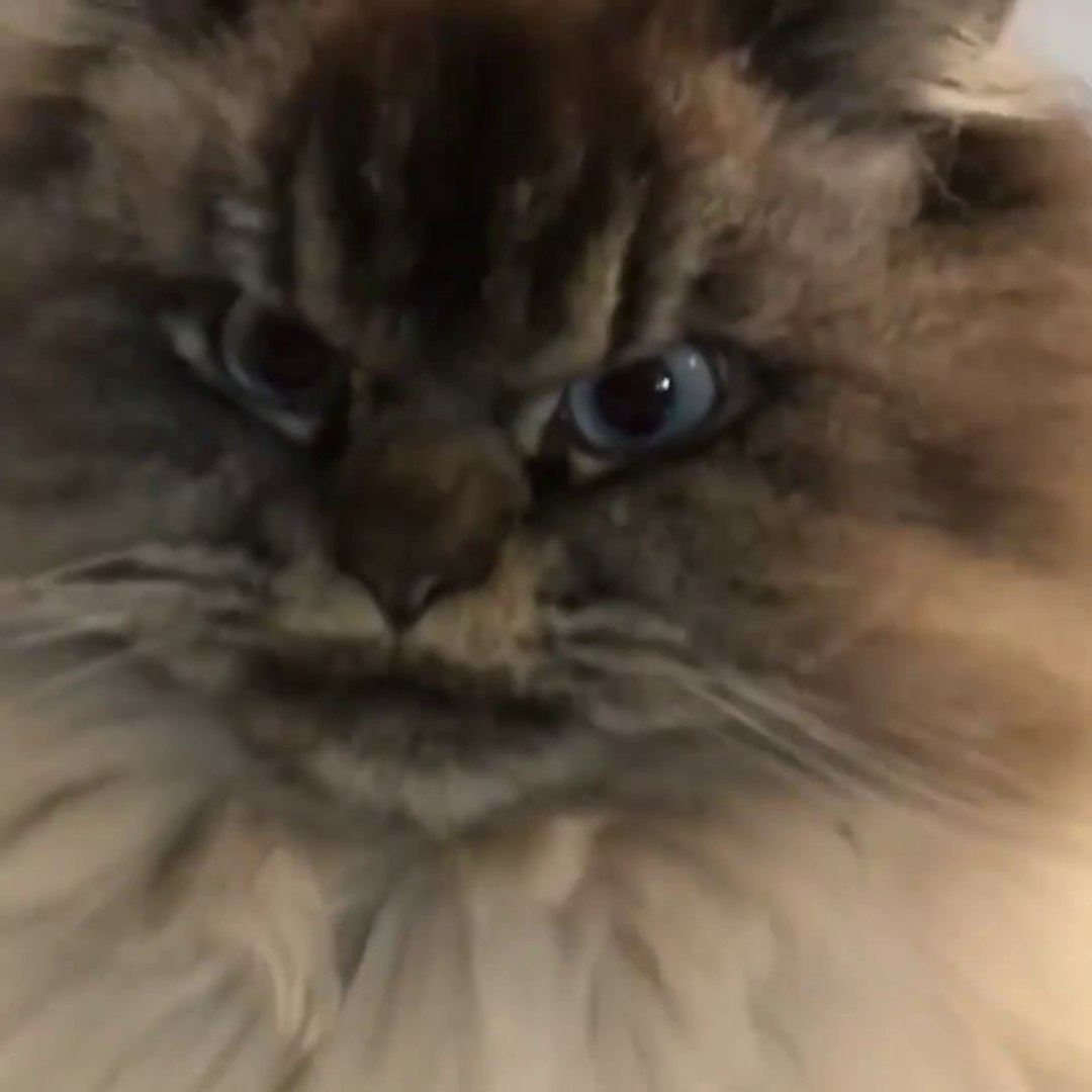 Le Chat Le Plus Mechant Du Monde Video Dailymotion