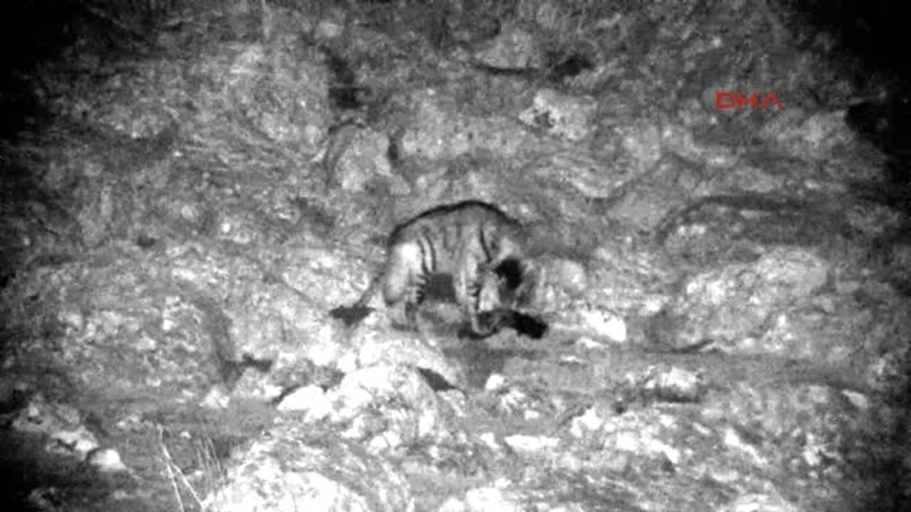 Nesli Tükenme Tehlikesi Altında Olan Çizgili Sırtlan Kameralara Takıldı