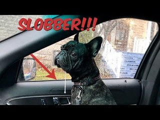 Dad Shows How Much of a Mess His Frenchie Is