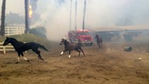ABD'nin California Eyaletindeki Orman Yangını: 30 Yarış Atı Telef Oldu