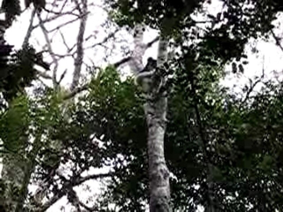 Cri des lémuriens