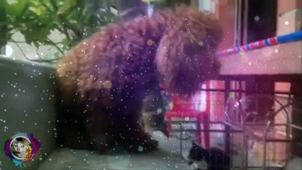 Funny ANIMALS - Funny Fails 2017 Try Not To Laugh - Best funny videos 2017 - Zip Family [Vol.37] - YouTube