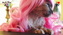 Funny ANIMALS- Pets In Wigs   Try to BLOCK YOUR LAUGH Best FUNNY ANIMAL  compilation ►SV Life