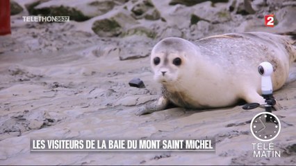 Faune - Les visiteurs de la baie du Mont Saint Michel