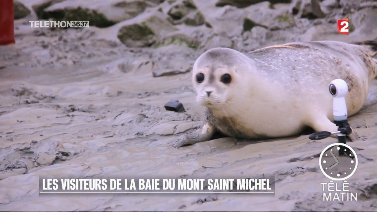Faune - Les visiteurs de la baie du Mont Saint Michel
