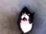 Funny cat video-Try Not to Laugh with Funny Animal Videos -Funny kids videos - YouTube