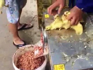 SỰ ĐỘC ÁC CỦA CON  NGƯỜI....NAM MÔ A DI ĐÀ PHẬT.............