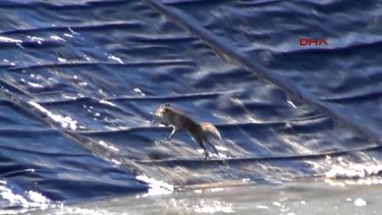 Bursa Gölet Çukurunda Mahsur Kalan Tilkiyi Kurtarma Operasyonu