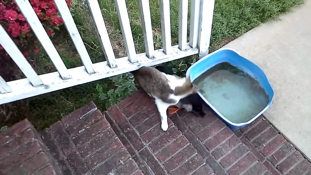 Ce canard et ce chat jouent ensemble comme des petits foufous... Adorable