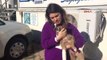 Samsun Yavru Köpeğe Çarpan Sürücü Kaçtı, Hastane Çalışanları Tedavisini Yaptı