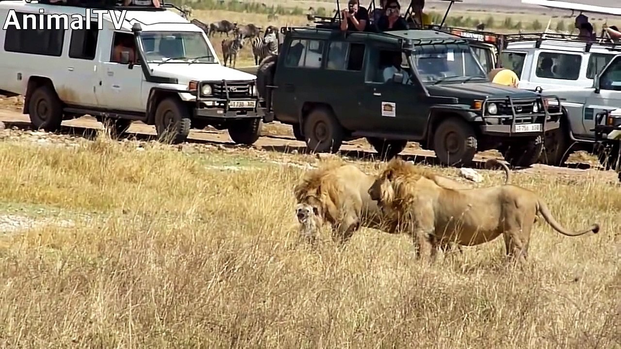 Two disguised hyenas lions fool around.