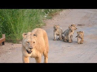 Cute baby lion
