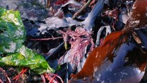 Plastik aus Algen | DW Deutsch