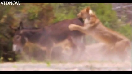 20 Hyenas Vs 2 Lions, Oryx Escape From 2 Lions, 2 Lions Attack And Kill Donkeys