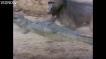 Crocodile Attack Baboon,Bigg Baboon Rescue Baby From Crocodile,Young Baboon Vs Crocodile