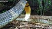 Deadly King Cobra Snake Devours A Live Snake-Anaconda Eats Crocodile-Baby Cobra's First Snake Hunt