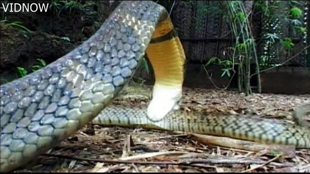 Deadly King Cobra Snake Devours A Live Snake-Anaconda Eats Crocodile-Baby Cobra's First Snake Hunt