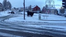 Cattle Make Their Way Through the Streets of Snow Covered Belfast