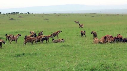 Hyena vs Lion Hyena Multiple lion and confrontation lion