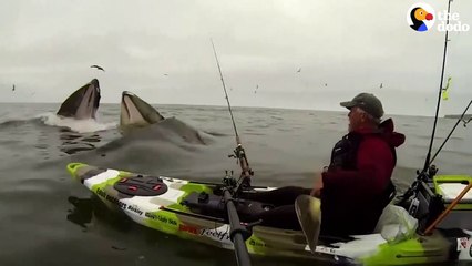 Ce kayakiste se retrouve face à 2 baleines en pleine chasse... Magnifique