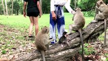 Baby Monkey Group with Cute Young Girls - Tourist Girl Meeting Monkey