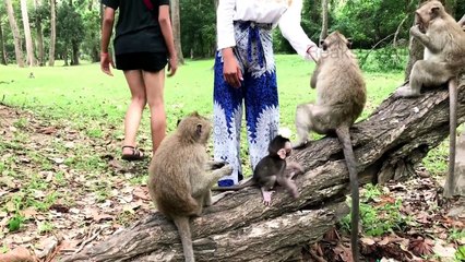 Baby Monkey Group with Cute Young Girls - Tourist Girl Meeting Monkey