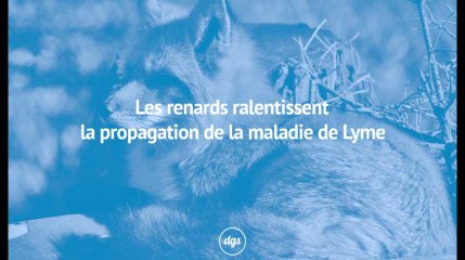 Les renards ralentissent la propagation de la maladie de Lyme