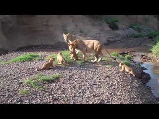 A baby lion is a cute baby lion.
