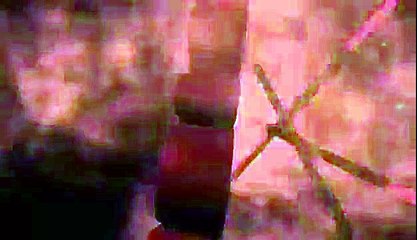 New intro Thx king beaver gamer.