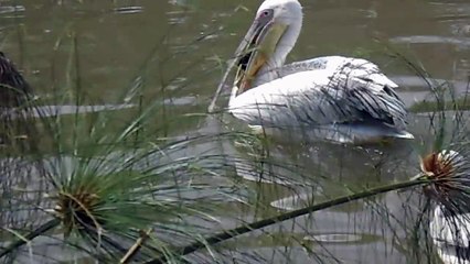 Ce pelican essaie d'avaler un canard sous les yeux des touristes