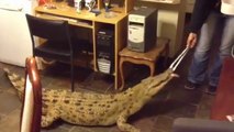 Quand tu as un crocodile de compagnie dans ta maison