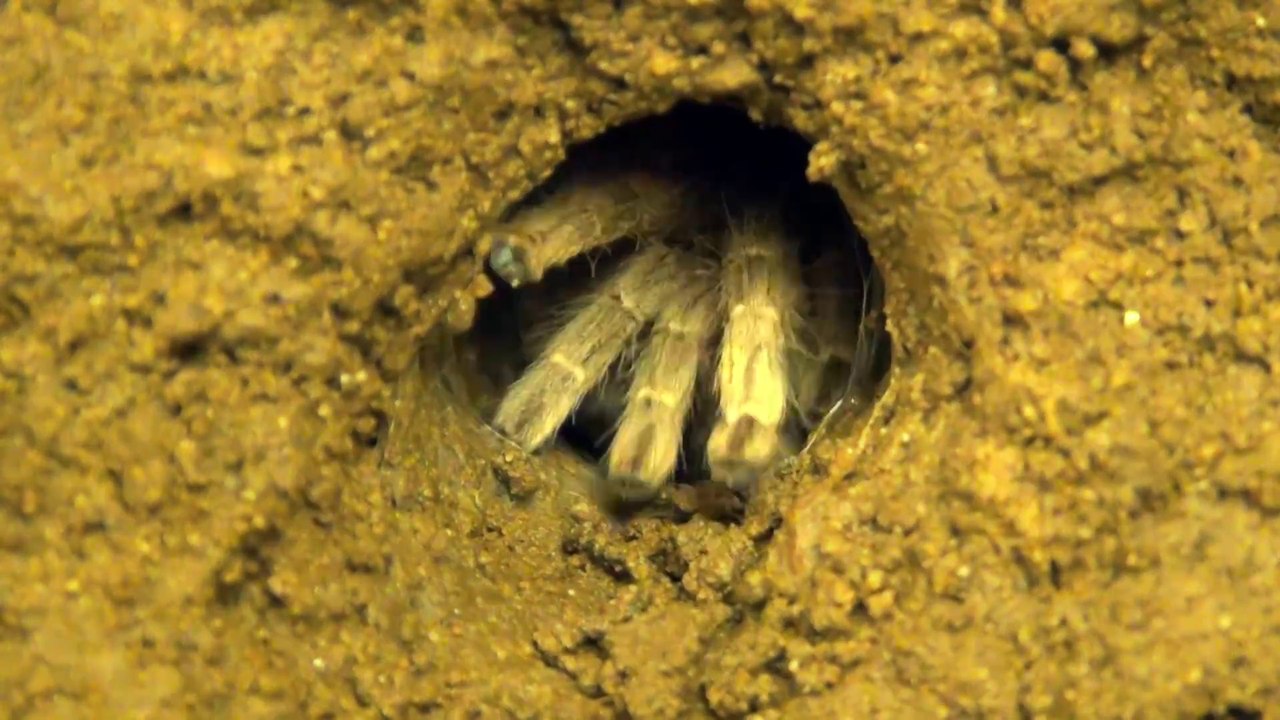 Voilà comment une mygale fouisseuse fabrique son piège... Trapdoor Spider