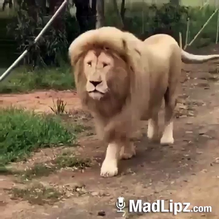 Leon