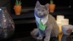 Hilarious Sketch Shows What Would Happen if Cats Could Buy Real Estate
