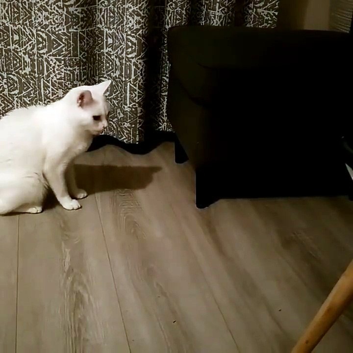 surprise d'un chaton
